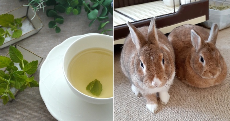 行方市麻生の女性専用の小さな宿『はなな』の2匹の看板うさぎとオーナーが育てた無農薬ハーブで淹れたハーブティーの画像